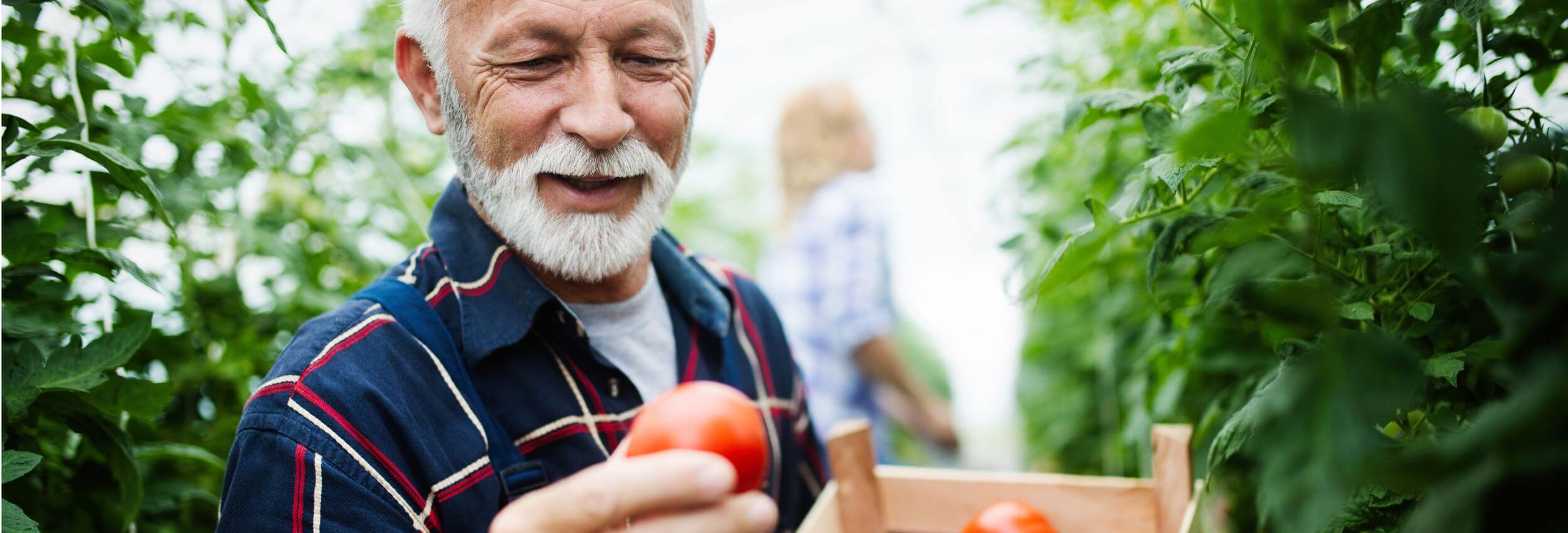 Ernährung für die Prostata: Älterer Mann mit einem Korb Tomaten zwischen Pflanzen.